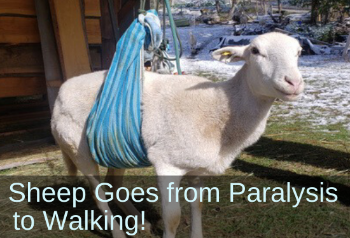 Sheep standing, supported by harness. Text: Sheep goes from paralysis to walking!