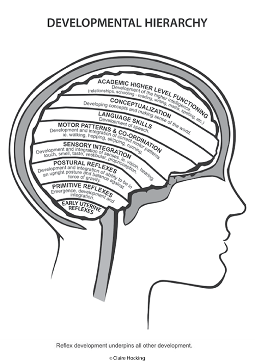 Infographic illustrating a brain with progressive levels of development: Early uterine reflexes, primitive reflexes, postural reflexes, sensory integration, motor patterns and coordination, language skills, conceptualization, academic higher level functioning. Text: The Learning Hierarchy [The illustration depicts] the normal hierarchical developmental system, beginning before the birth of the infant and carrying on through adulthood. If the foundations—the primitive and postural reflexes—are unstable, weak or have gaps in their development, they will undermine all other levels to some degree. The motor, perception, speech and conceptualisation will also be unstable, and breakdown in any or all of these areas can occur, causing the higher-level functioning areas to also be affected. Although these stages do overlap to a certain extent, if a stage is missed, interfered with or not fully integrated, it can prevent full development of subsequent stages. Unfortunately the child will not grow out of their learning and behaviour problems. The problems may alter and appear to improve as the child learns to compensate in other ways, but the weakness in their system will remain, causing stress on their system. They may also resurface when the child moves to more intensive learning situations, where the demands of higher learning are greater, and the pressure for academic progress is more urgent. © Claire Hocking, Educational Kinesiologist &  Brain Gym Instructor—Australia. www.wholebrain.com.au  Ph (03) 5282 5965  Mobile 0419 569 071