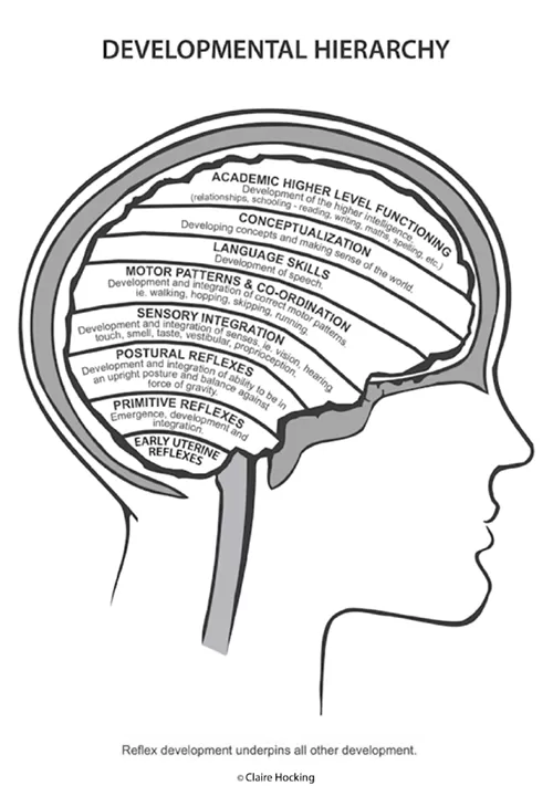 Infographic of the brain and the levels of development: Early uterine reflexes, primitive reflexes, postural reflexes, sensory integration, motor patterns and coordination, language skills, conceptualization, academic higher level functioning. Text: The Learning Hierarchy [The illustration depicts] the normal hierarchical developmental system, beginning before the birth of the infant and carrying on through adulthood. If the foundations—the primitive and postural reflexes—are unstable, weak or have gaps in their development, they will undermine all other levels to some degree. The motor, perception, speech and conceptualisation will also be unstable, and breakdown in any or all of these areas can occur, causing the higher-level functioning areas to also be affected. Although these stages do overlap to a certain extent, if a stage is missed, interfered with or not fully integrated, it can prevent full development of subsequent stages. Unfortunately the child will not grow out of their learning and behaviour problems. The problems may alter and appear to improve as the child learns to compensate in other ways, but the weakness in their system will remain, causing stress on their system. They may also resurface when the child moves to more intensive learning situations, where the demands of higher learning are greater, and the pressure for academic progress is more urgent. © Claire Hocking, Educational Kinesiologist &  Brain Gym Instructor—Australia. www.wholebrain.com.au  Ph (03) 5282 5965  Mobile 0419 569 071