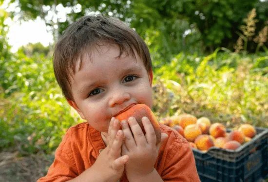 Young boy enjoying a peach