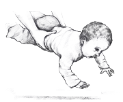 Illustration of adult hands holding a baby by the waist face down above a surface. The baby's arms are spread and reaching down.